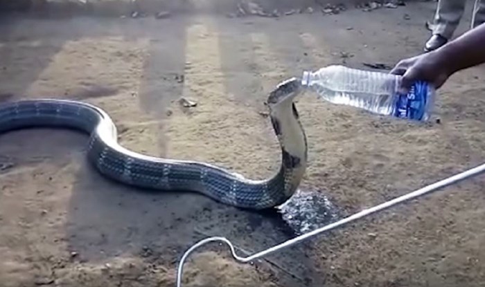 Kobra pije vodu iz flase... NEVJEROVATAN VIDEO - 