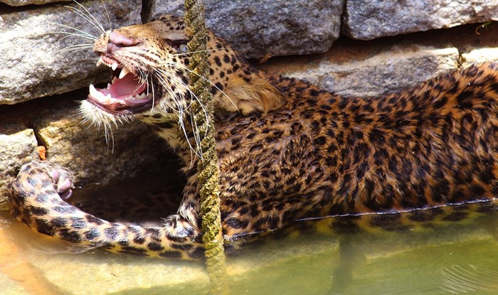 VIDEO: Snalažljivi seljani spasili mladog leoparda od utapanja u zdencu