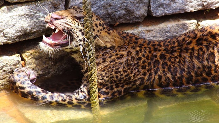 VIDEO: Snalažljivi seljani spasili mladog leoparda od utapanja u zdencu