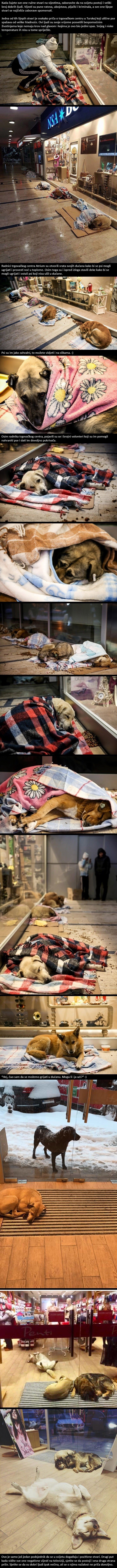 Slike koje vraćaju vjeru u čovječanstvo: Trgovački centar spašava pse od velikih hladnoća!