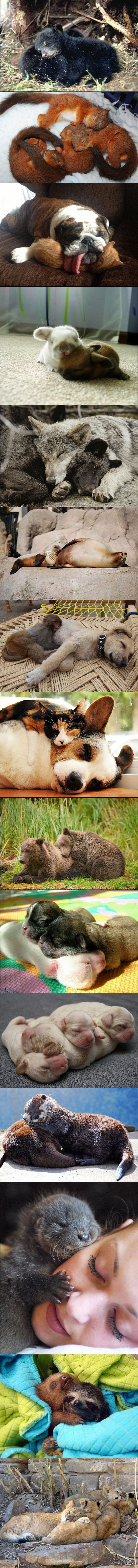 Pospane životinjice koje će vas apsolutno raznježiti