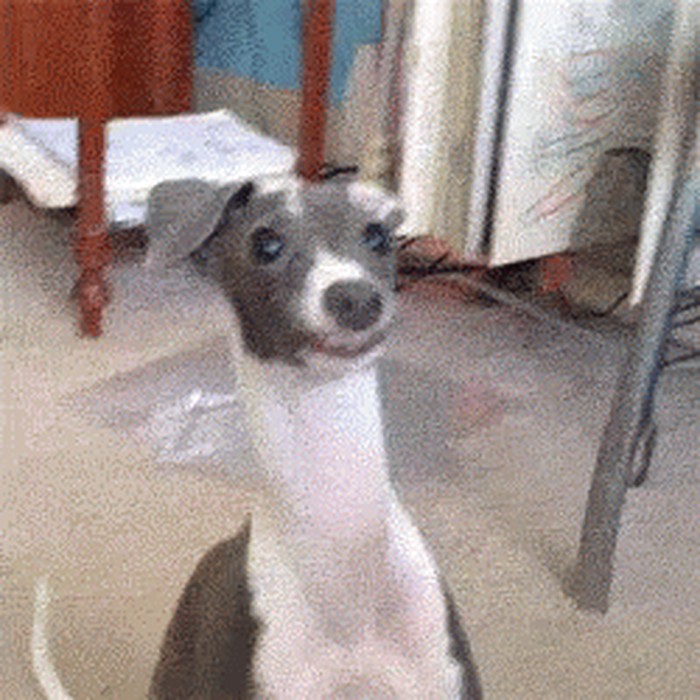 ono kad pokušavaš biti lijep dok slikaju.gif