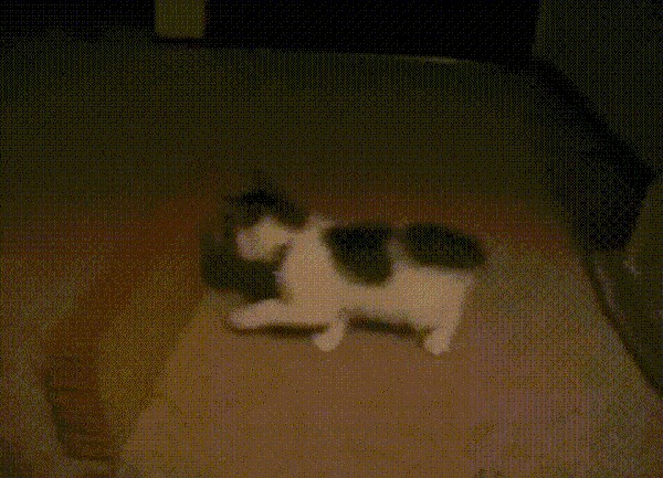 kako staviti mačku u krevet.gif