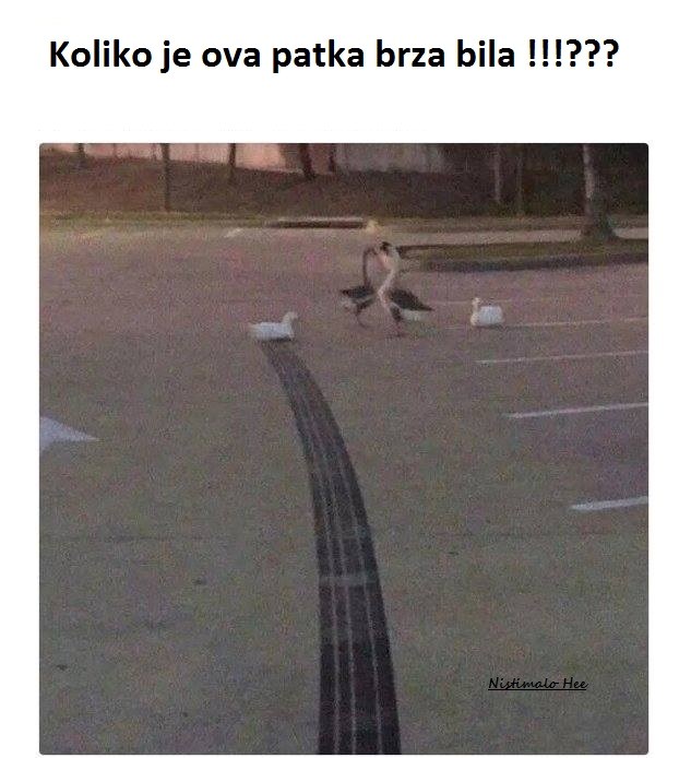 Patka povukla ručnu.jpg