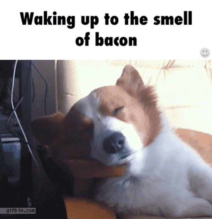 ono kad te probudi miris slanine.gif