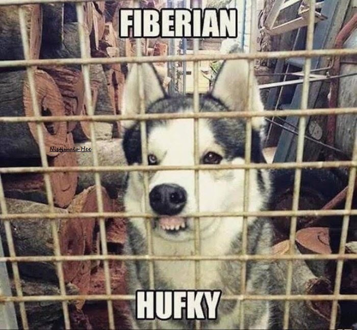 hufky.jpg