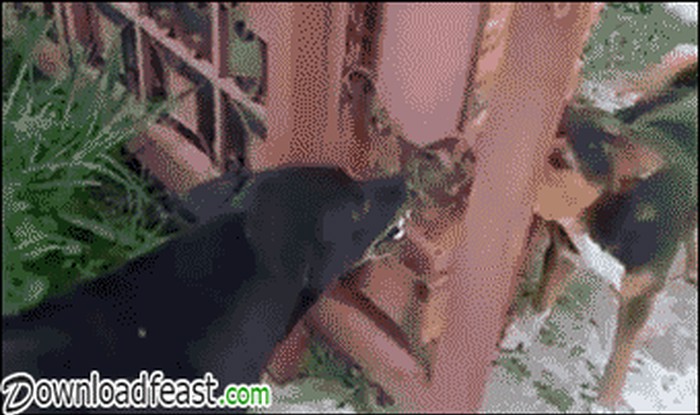 svađa preko facebooka.gif