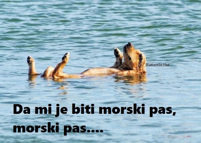 morski pas
