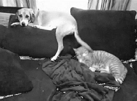 ono kad imaš dosadnog brata.gif