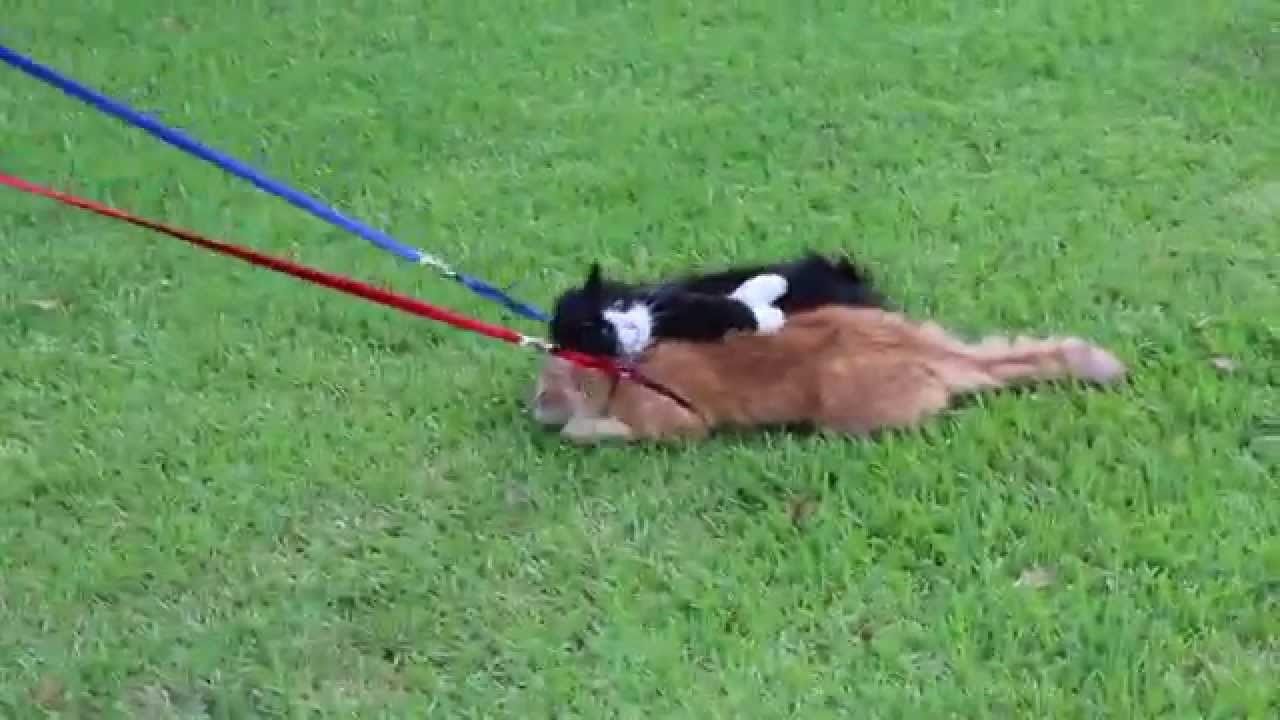 Ponedjeljak ujutro odlazak u školu