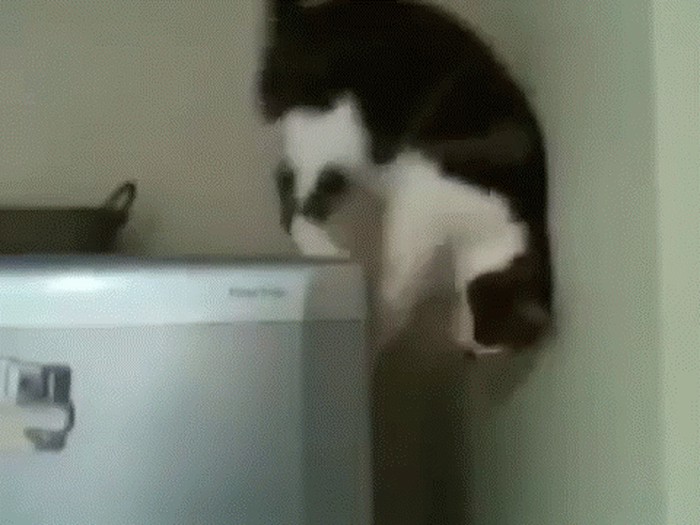 mačke i gravitacija.gif
