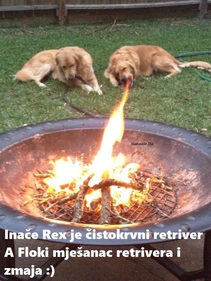 rex i floki