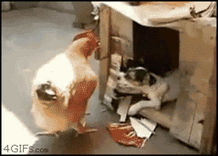 kako uvuć koku u gajbu.gif