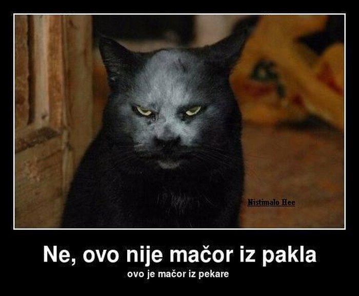 mačor.JPG