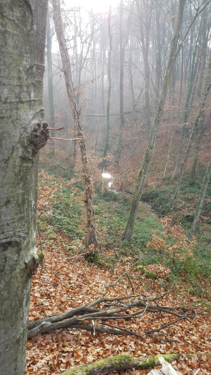 šuma