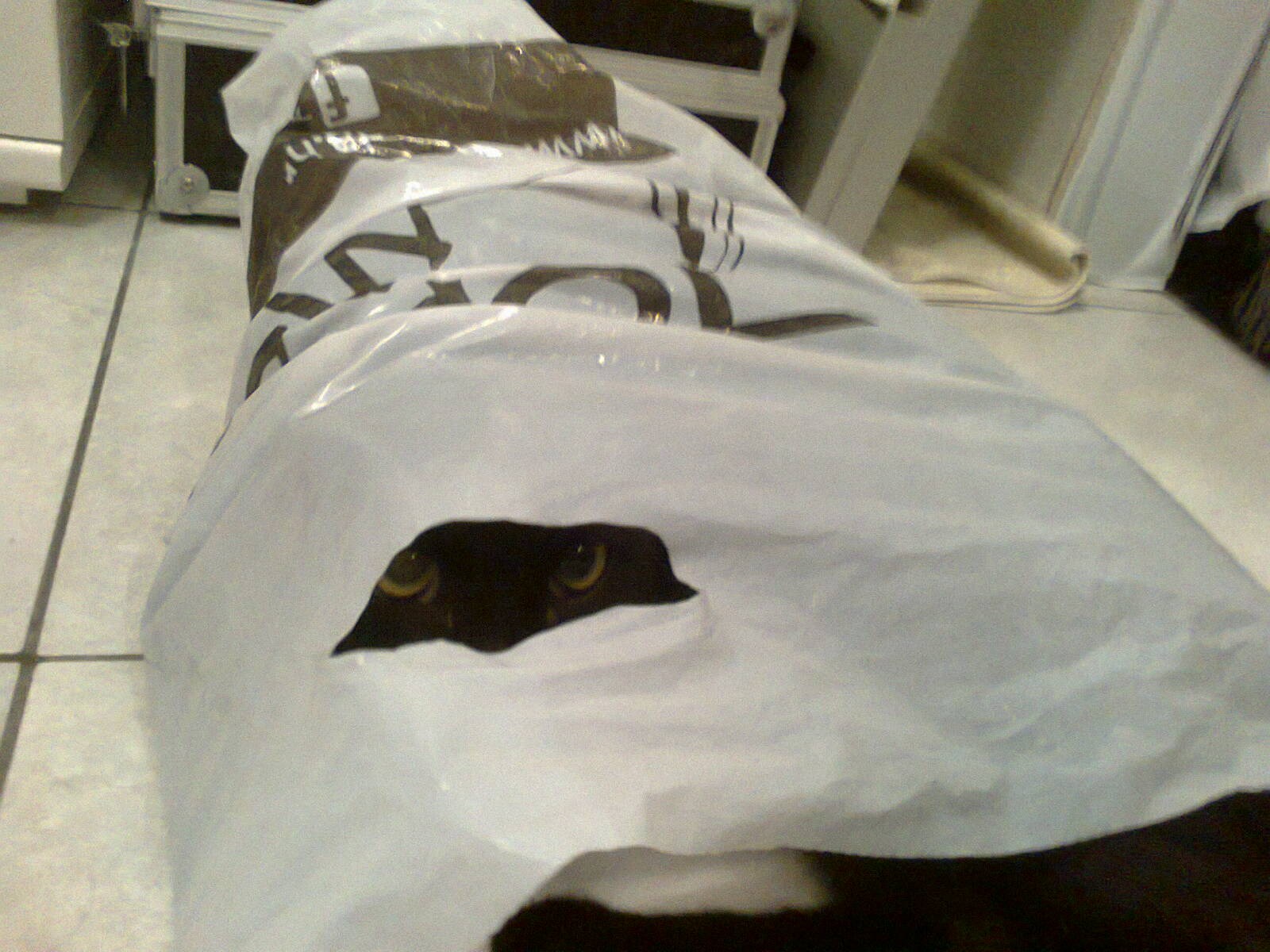 Lorens od Arabije...