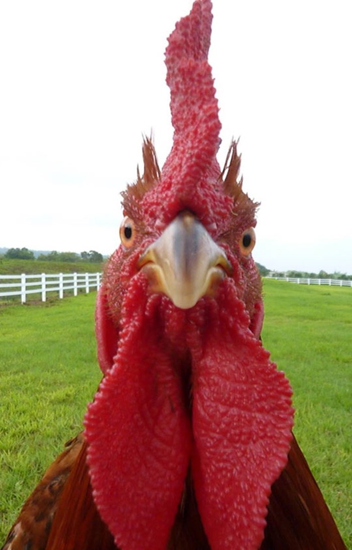 funny-turkey-picture-face-close-cool.jpg