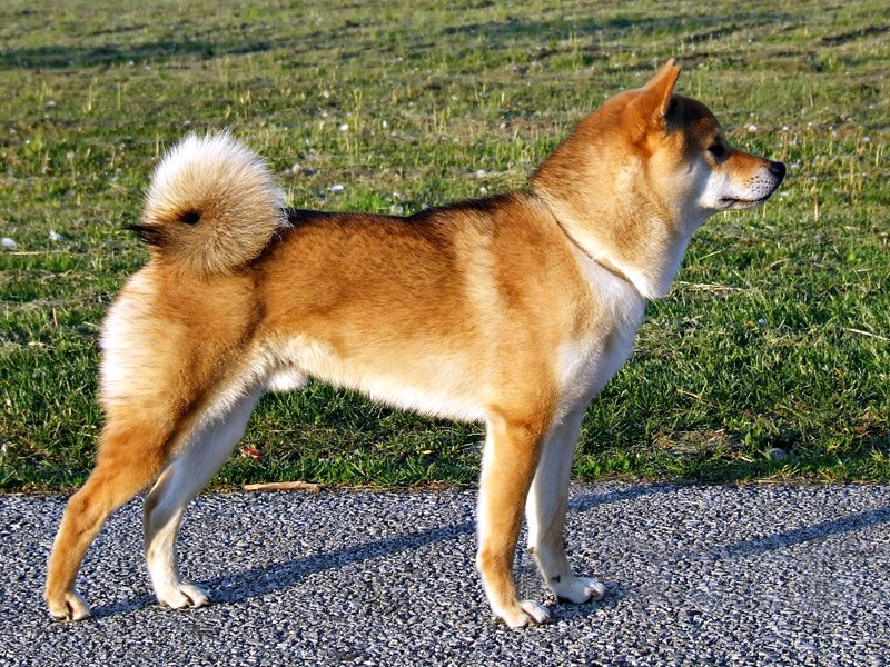 Shiba Inu - Katashi