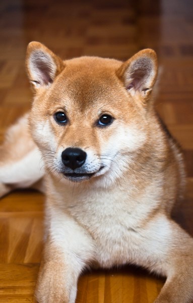 Shiba inu - Katashi