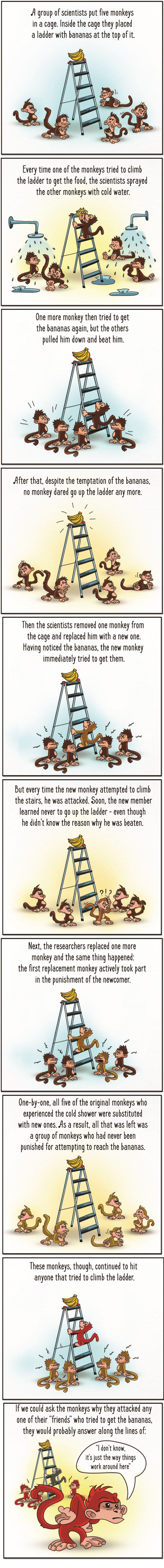 Monkeys and bananas society experiment.jpg