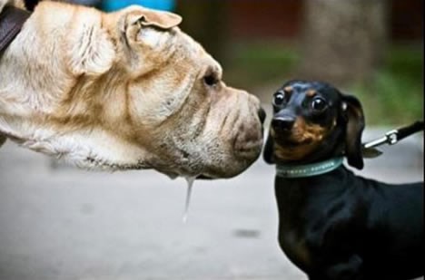 Samo nemoj gledat, nemoj gledat, nemoj gledat!