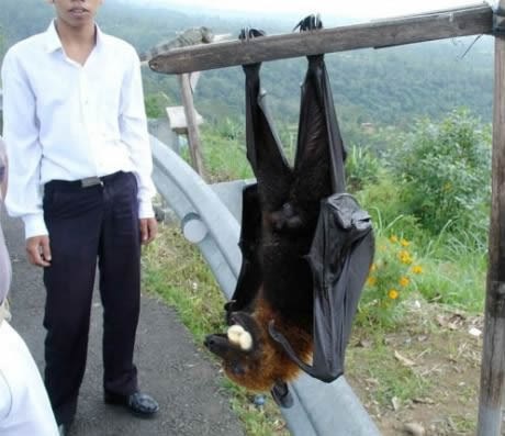 Australija - bolje ne