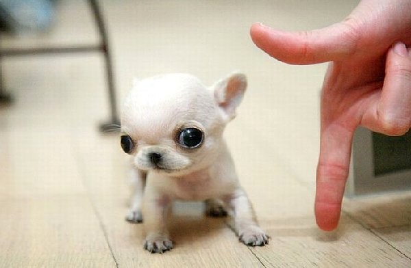 Mali buljookac dugačak samo jedan prst!