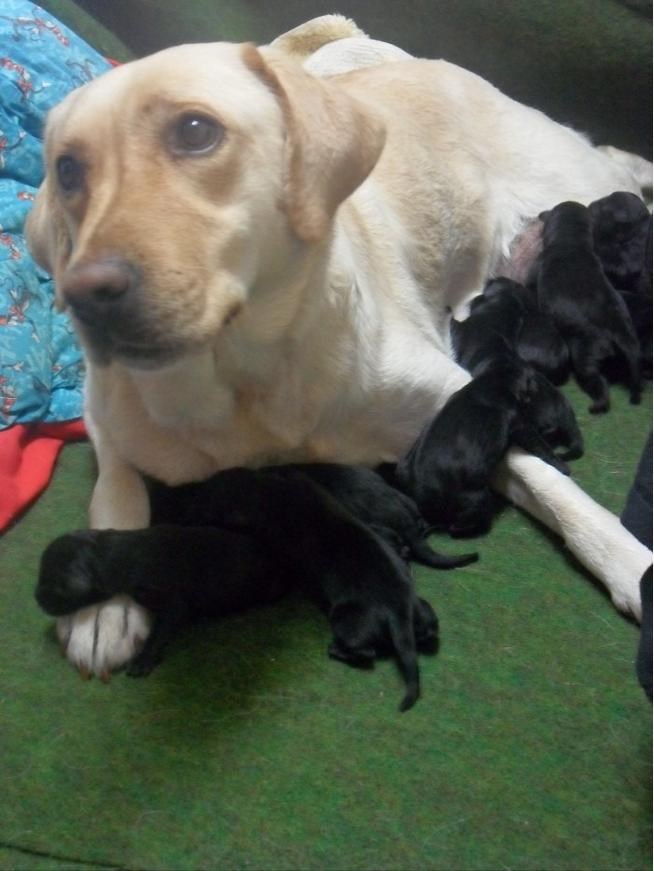 Kunem ti se, tvoji su, ne znam zašto su crni!