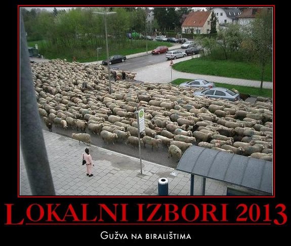 Ovce žure na glasanje, izabrat će si mesara