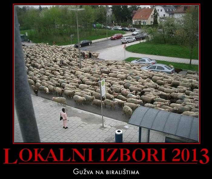 Ovce žure na glasanje, izabrat će si mesara
