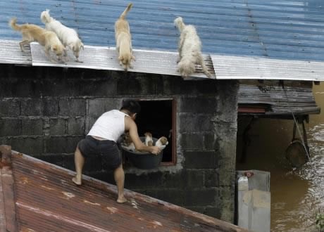 Život je život - muškarac spašava lokalne pse u poplavi