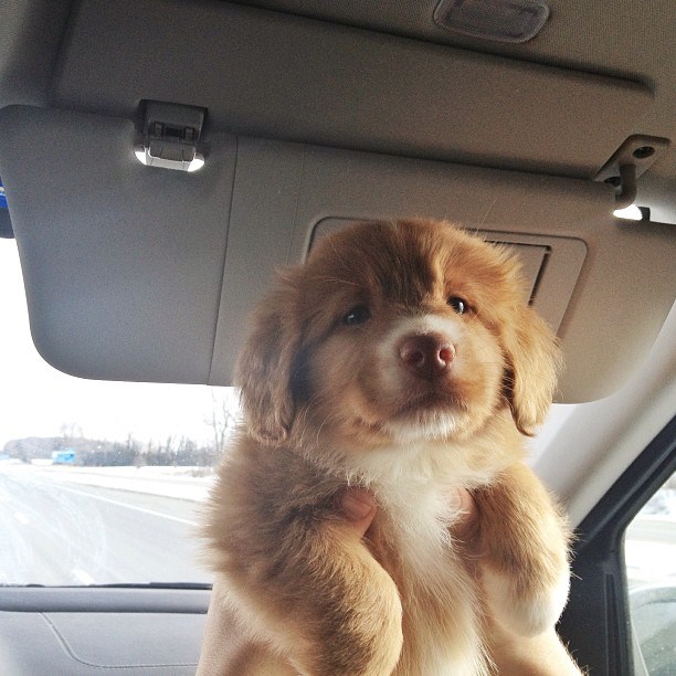 Na putu u novi dom trudi se biti što umiljatiji