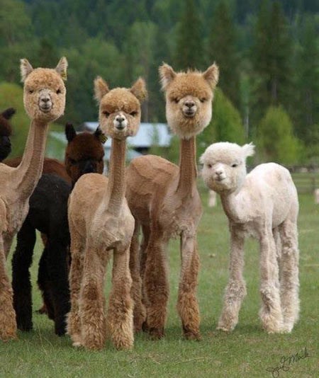 Alpake vjerojatno mrze ljude više od ičega :D