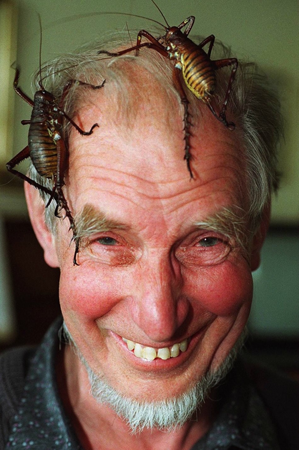 Čudovišni kukci s Novog Zelanda