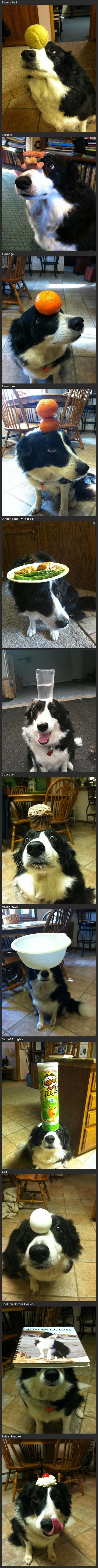 Ovaj pametni pas balansira bolje od cirkuskih profića