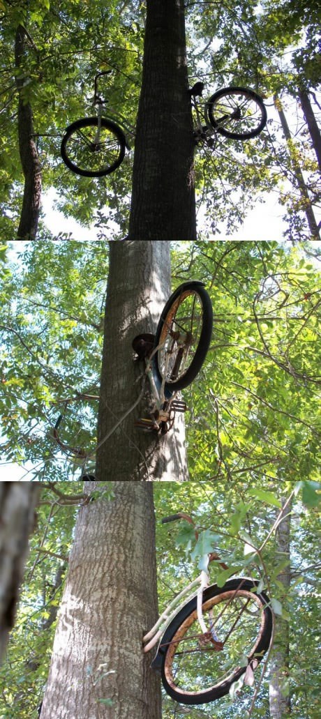 Drvo kroz 40 godina pojelo napušteni bicikl
