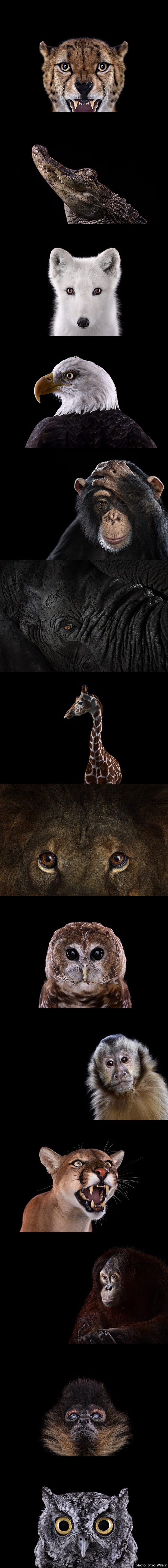 Životinje pozirale za portret