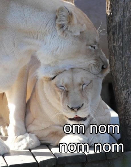 Nisu ljudi krivi za izumiranje, lavovi se jedu međusobno!