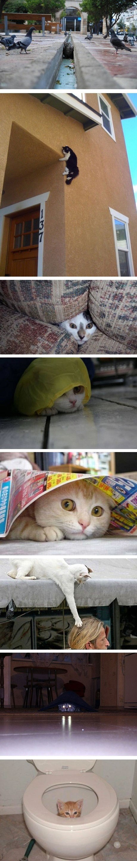 Mačketine u zasjedi