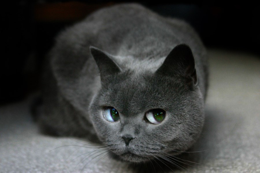 Zelenooka zavodnica vježba pogled ispod obrva