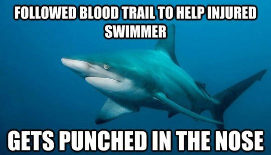 jadni morski pas htio pomoći i nagrabusio:(