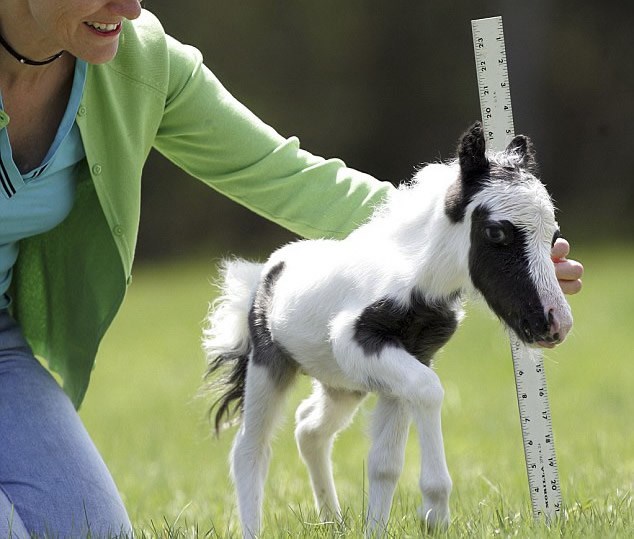 Mini konjić dokazao da veličina nekad stvarno nije važna