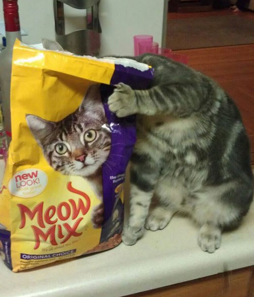 Maskirala se da je ne skuže dok proždire cijelu vreću