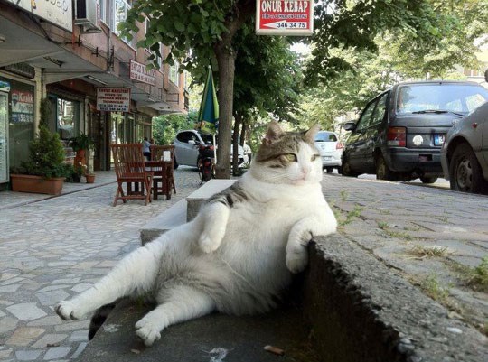 Niš, čilam, produži