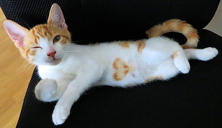 Maca s pjegom u obliku srca naučila namigivati