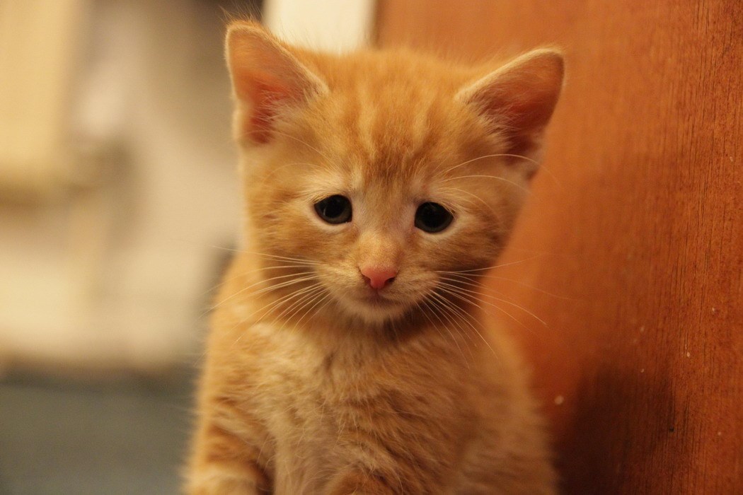 Opet K Plus, a ja bi Rio Mare :(