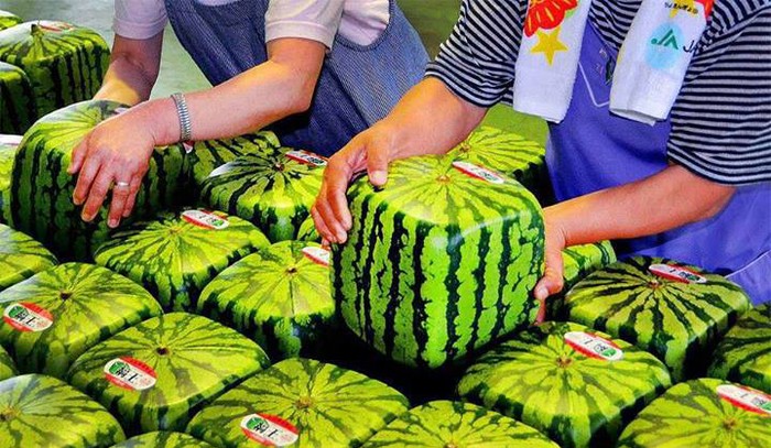Japanske kockaste lubenice - oko 100 dolara svaka!
