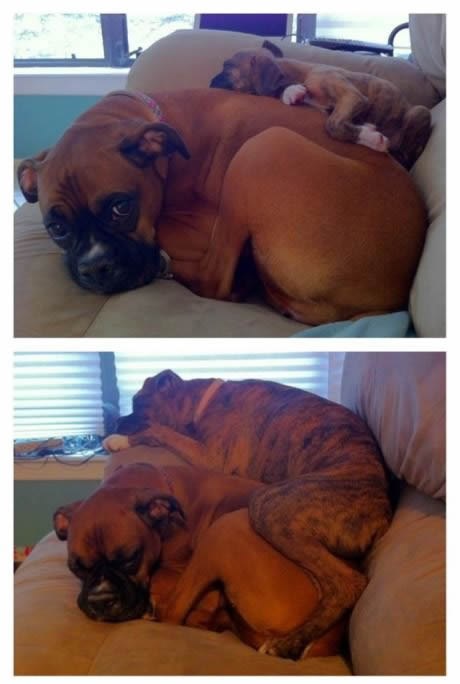 U tri mjeseca do mrcine