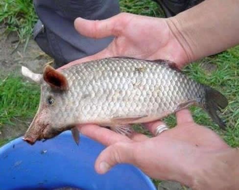 Genetičari varaju vegetarijance - posna svinjetina