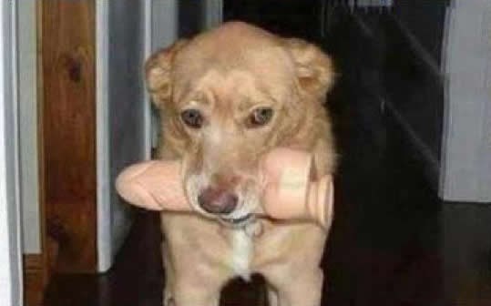 Ne zajebavaj se sa psom koji zna tvoje tajne